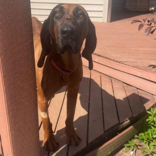 An adult medium-sized female Red / Chestnut / Orange Hound dog named Sangria "Ria" for adoption in Fishers, IN