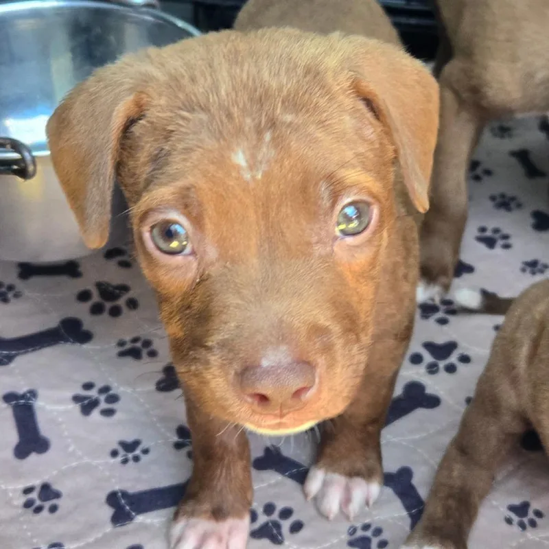 A baby medium-sized female Brown / Chocolate Pit Bull Terrier dog named Chicken Nugget for adoption in Floresville, TX