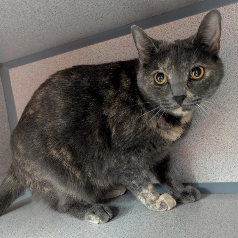 An adult large-sized female Domestic Short Hair cat named Kefla for adoption in Evansville, IN