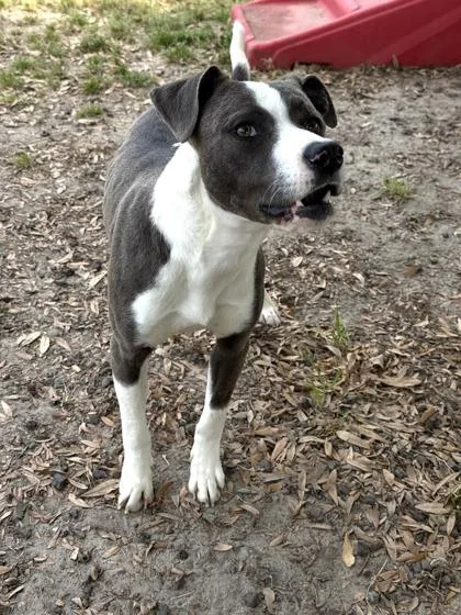 A young medium-sized male Terrier dog named Ross for adoption in Conway, SC