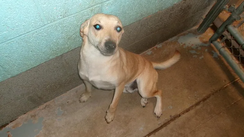 A young medium-sized male Shepherd dog named Oliver for adoption in Winslow, AZ