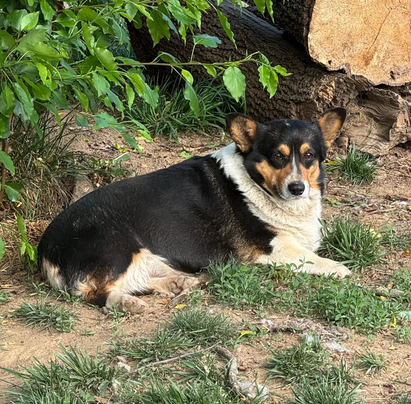 An adult medium-sized female Pembroke Welsh Corgi dog named Trixie The Corgi for adoption in Richmond, KY