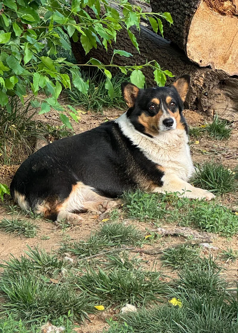 Trixie The Corgi thumbnail 2