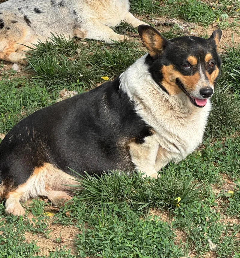 Trixie The Corgi thumbnail 3