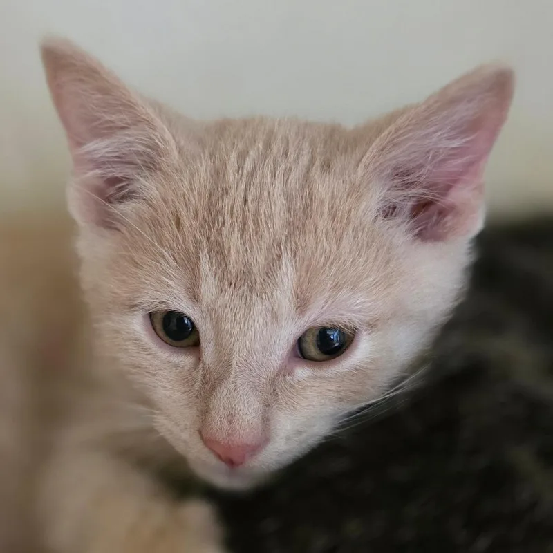 A baby small-sized male Buff / Tan / Fawn Domestic Short Hair cat named Theodore for adoption in Marysville, OH