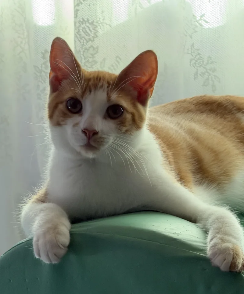 Pancake And Waffle thumbnail 2