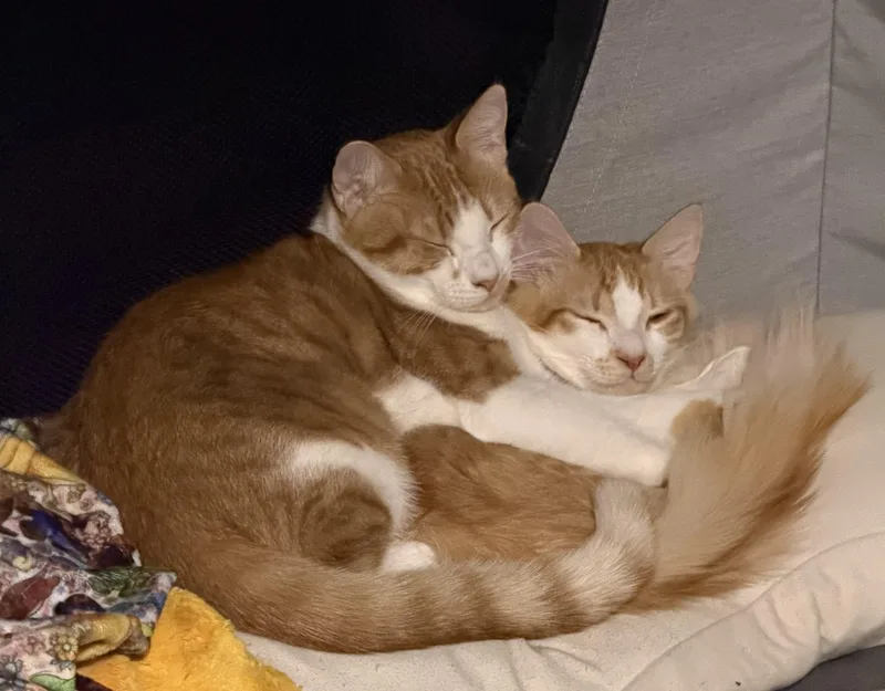 Pancake And Waffle thumbnail 4