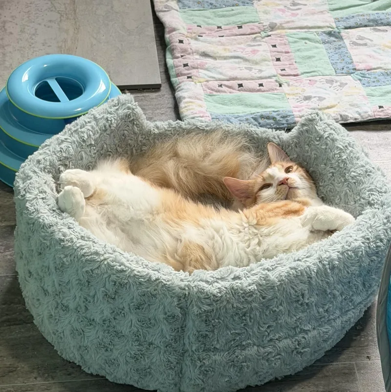 Pancake And Waffle thumbnail 5