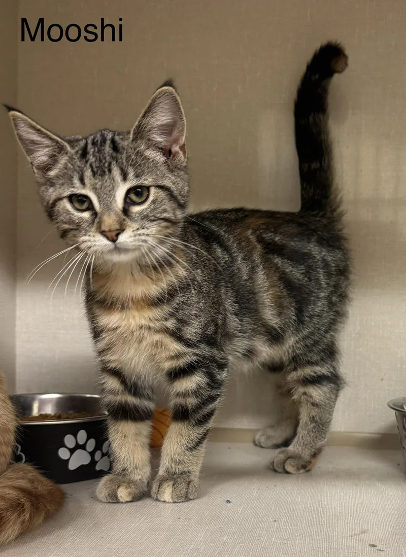 A young medium-sized female Orange / Red Domestic Short Hair cat named Mooshi for adoption in Ulster, PA