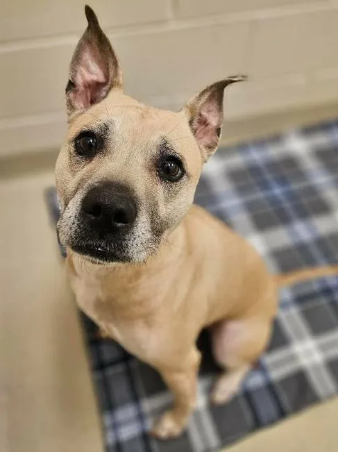 A senior medium-sized female Apricot / Beige Pit Bull Terrier dog named Star for adoption in Cicero, IL