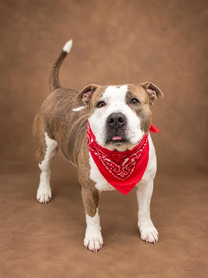 An adult medium-sized female Brindle American Staffordshire Terrier dog named Nellie for adoption in Oak Point, TX