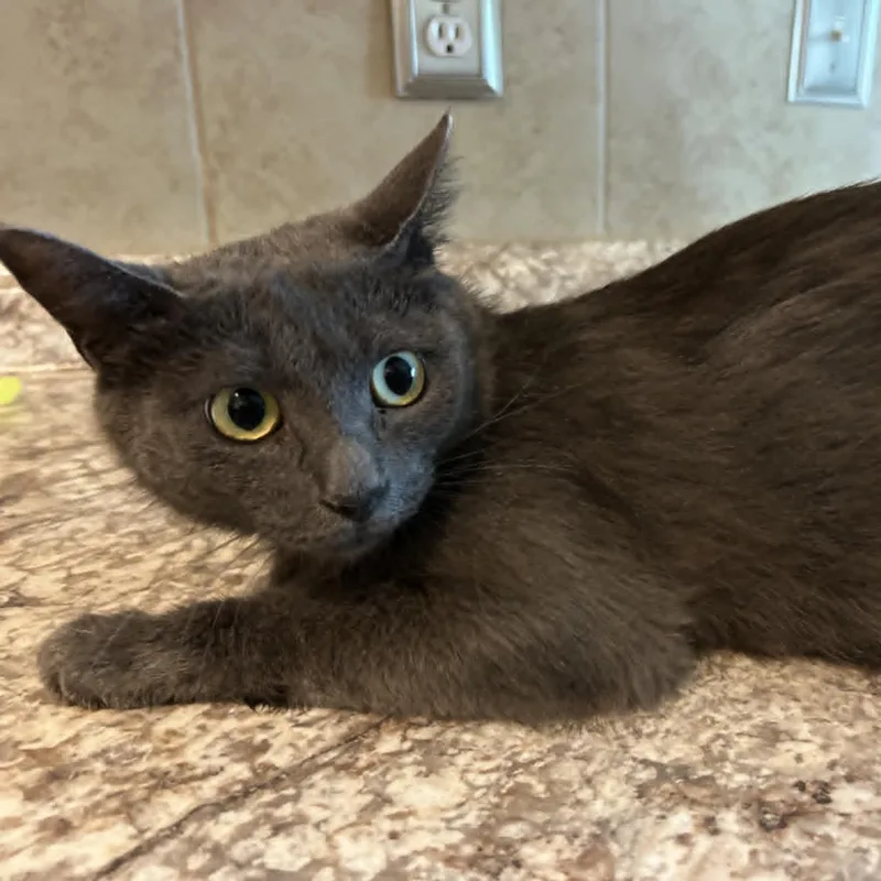 Pancake Md thumbnail 2