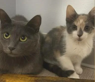 Pancake Md thumbnail 3