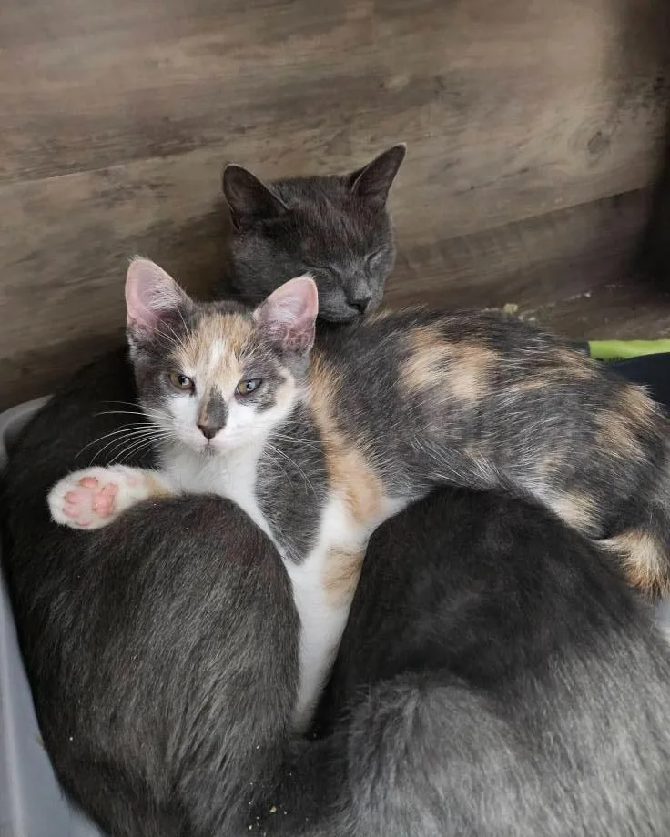 Pancake Md thumbnail 4