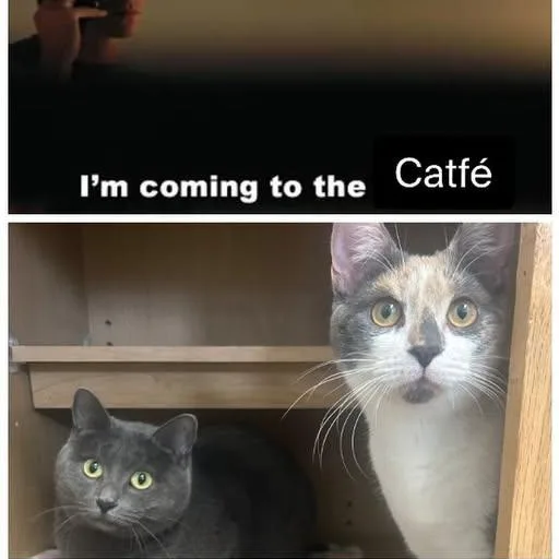 Pancake Md thumbnail 5