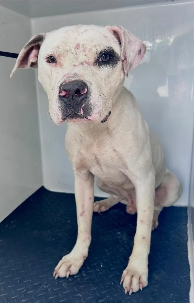 A young medium-sized male American Bulldog dog named Linus for adoption in Albany, GA