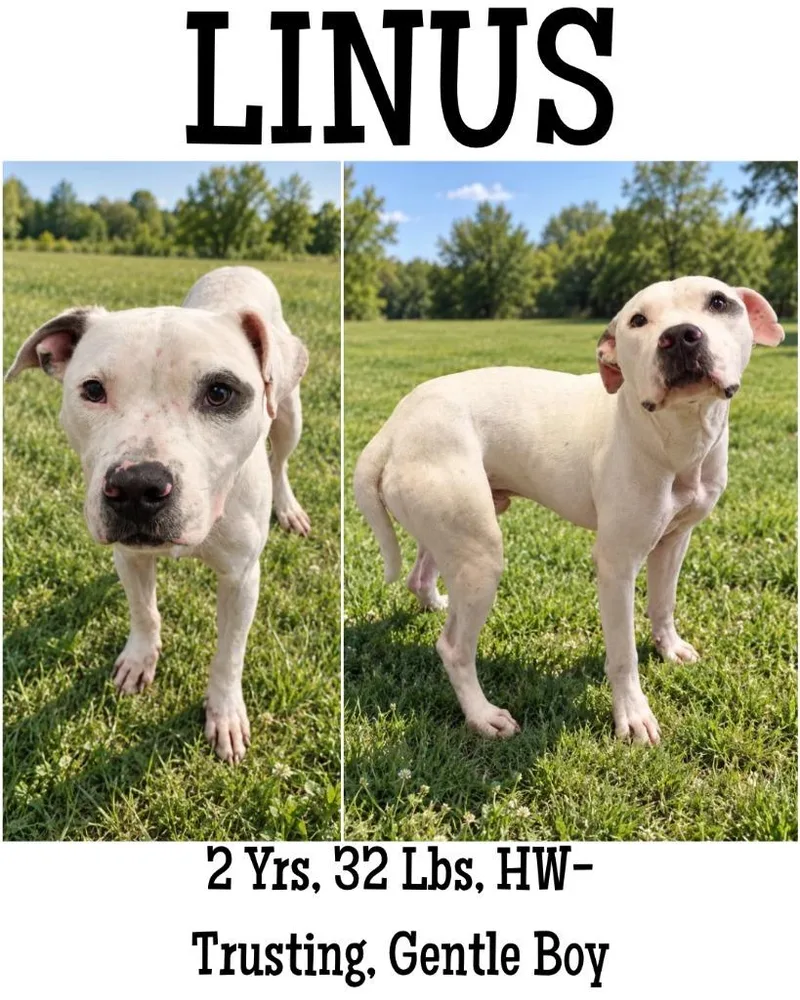 Linus thumbnail 3