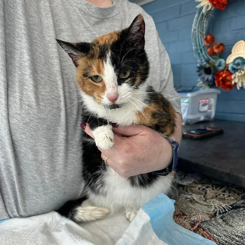 Mochi Lansberry thumbnail 2