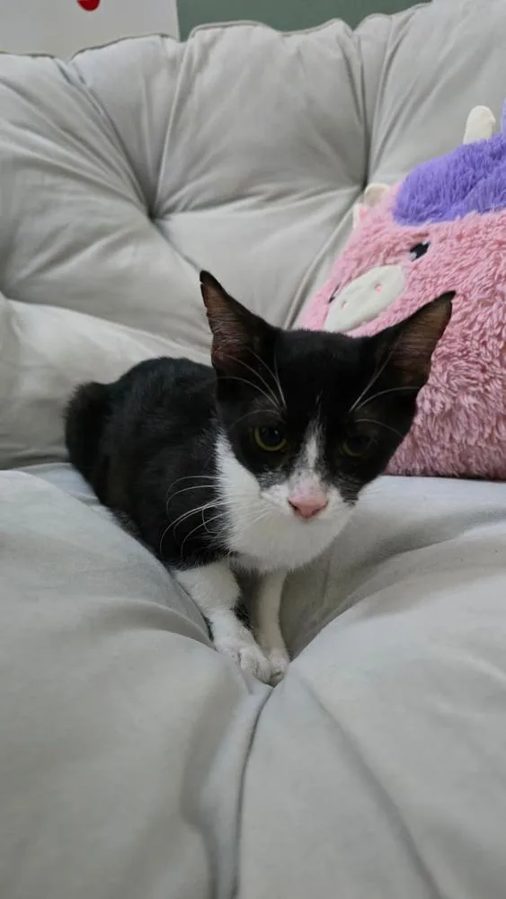 Pomi