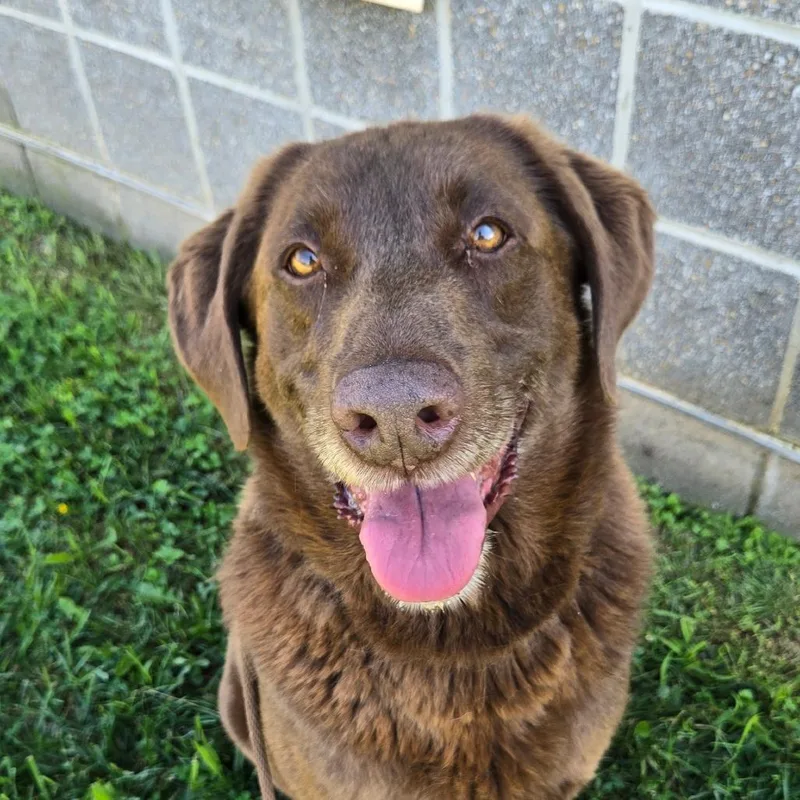 Moose