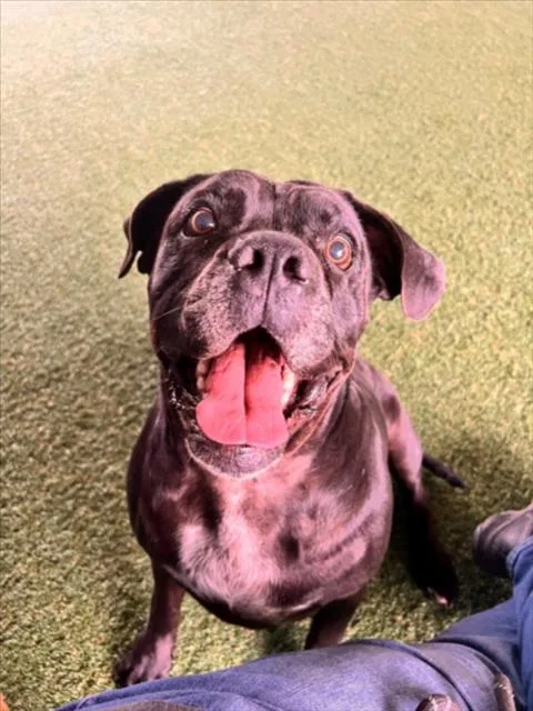 An adult large-sized female Mastiff dog named Bandito for adoption in Woodland, CA