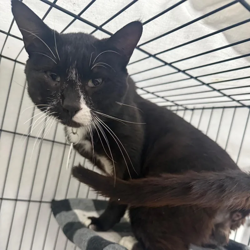 An adult medium-sized male Black Domestic Short Hair cat named Oscar for adoption in Normal, IL