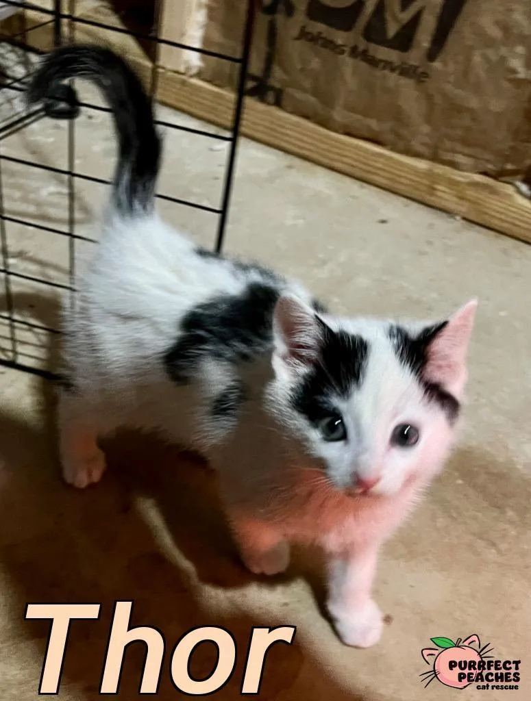 A young medium-sized male Domestic Short Hair cat named Thor for adoption in Douglasville, GA