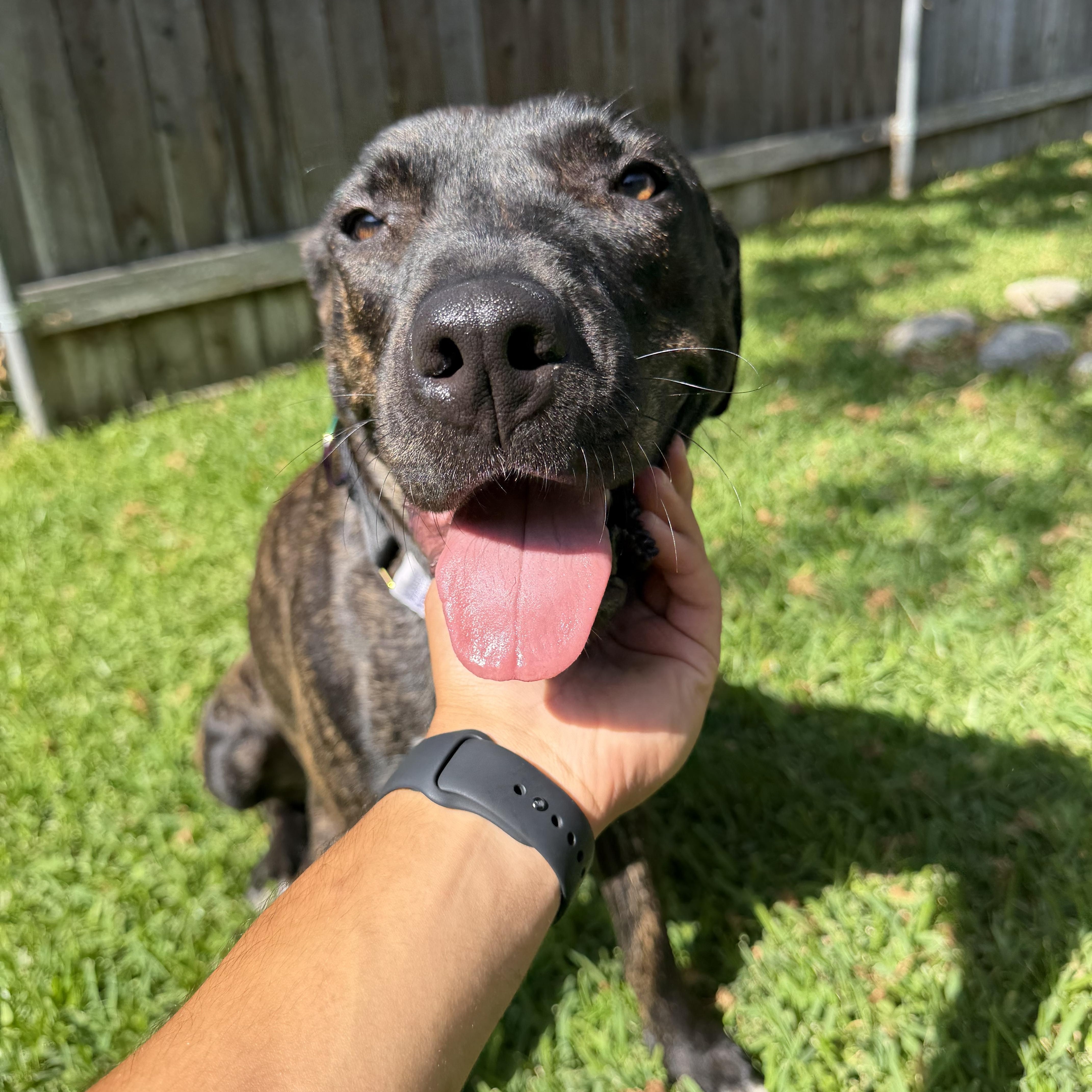 Gemma