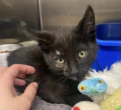 A baby small-sized female Domestic Short Hair cat named Confetti Biscuits for adoption in Hobart, IN