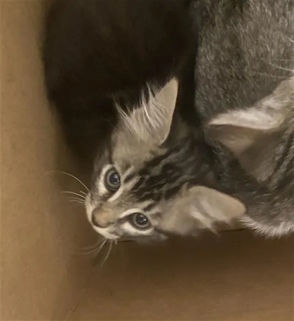 A baby medium-sized male Domestic Short Hair cat named Jacob for adoption in Dallas, TX