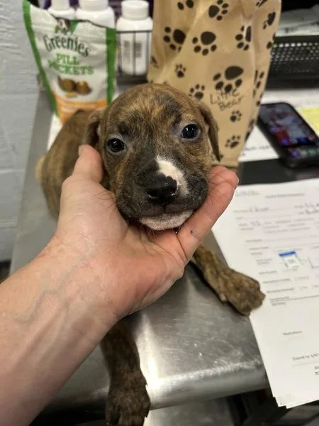 A baby small-sized male Pit Bull Terrier dog named Edison for adoption in Mobile, AL