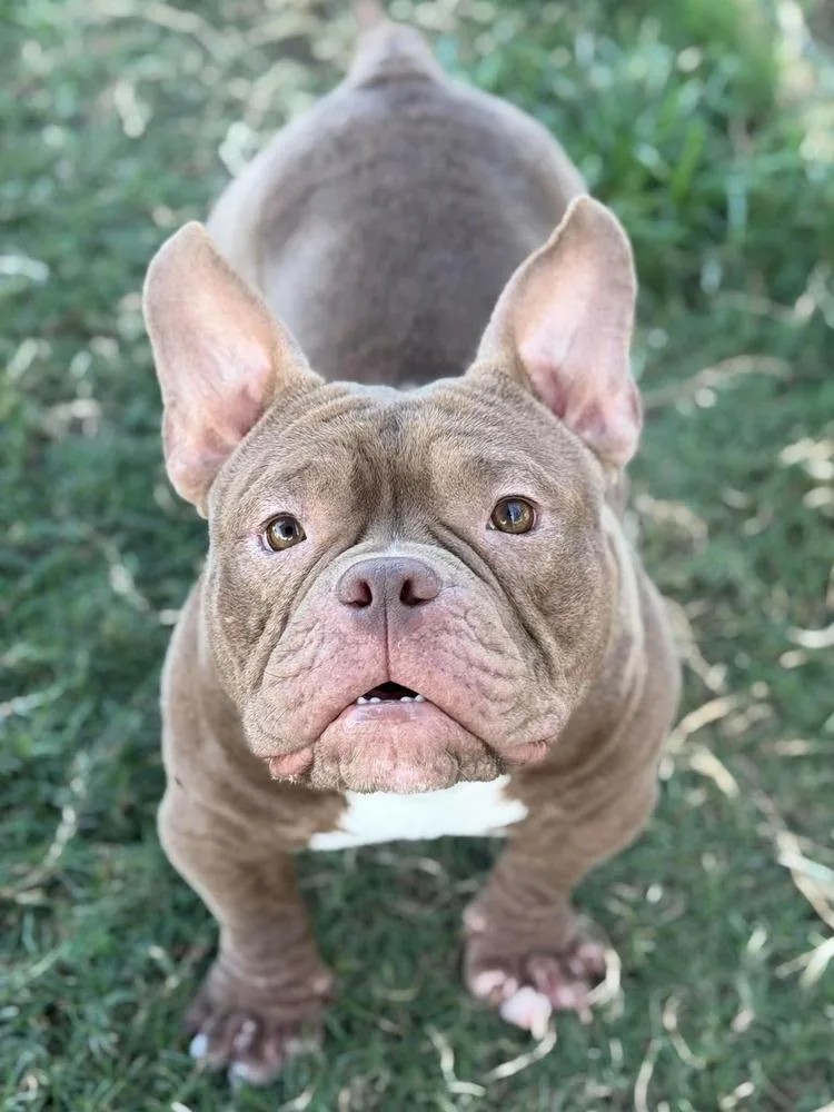 A young medium-sized male American Bulldog dog named Gizmo for adoption in Dallas, TX