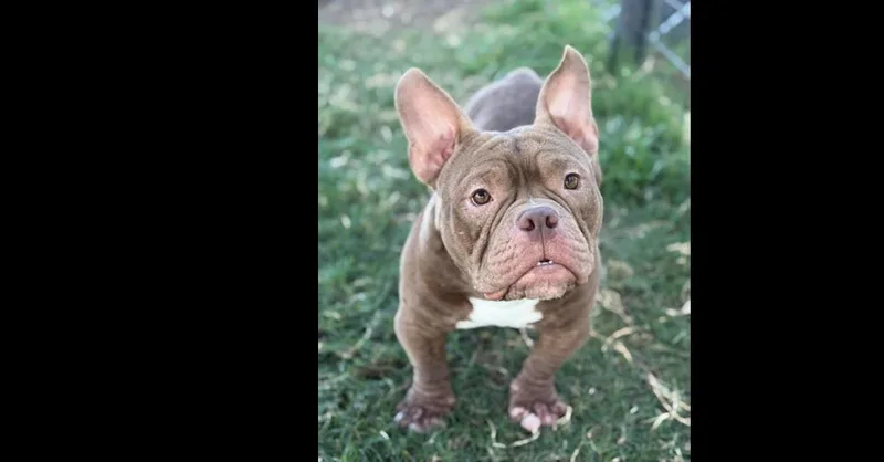 Gizmo thumbnail 2