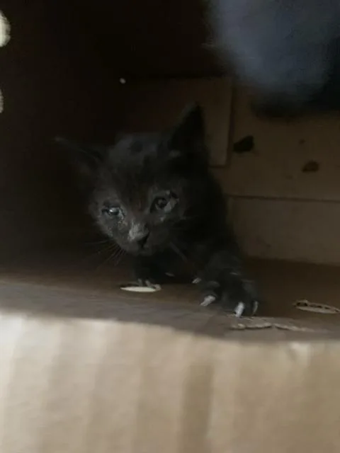 A baby small-sized female Domestic Short Hair cat named Eliza for adoption in San Jose, CA