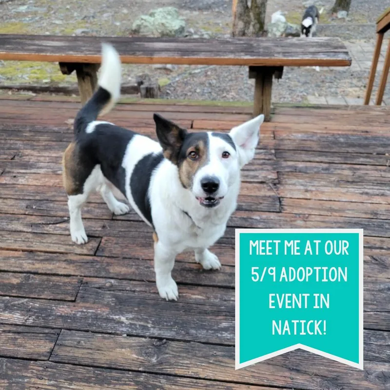 An adult medium-sized male Tricolor (Brown, Black, & White) Cardigan Welsh Corgi dog named Patch for adoption in Boston, MA
