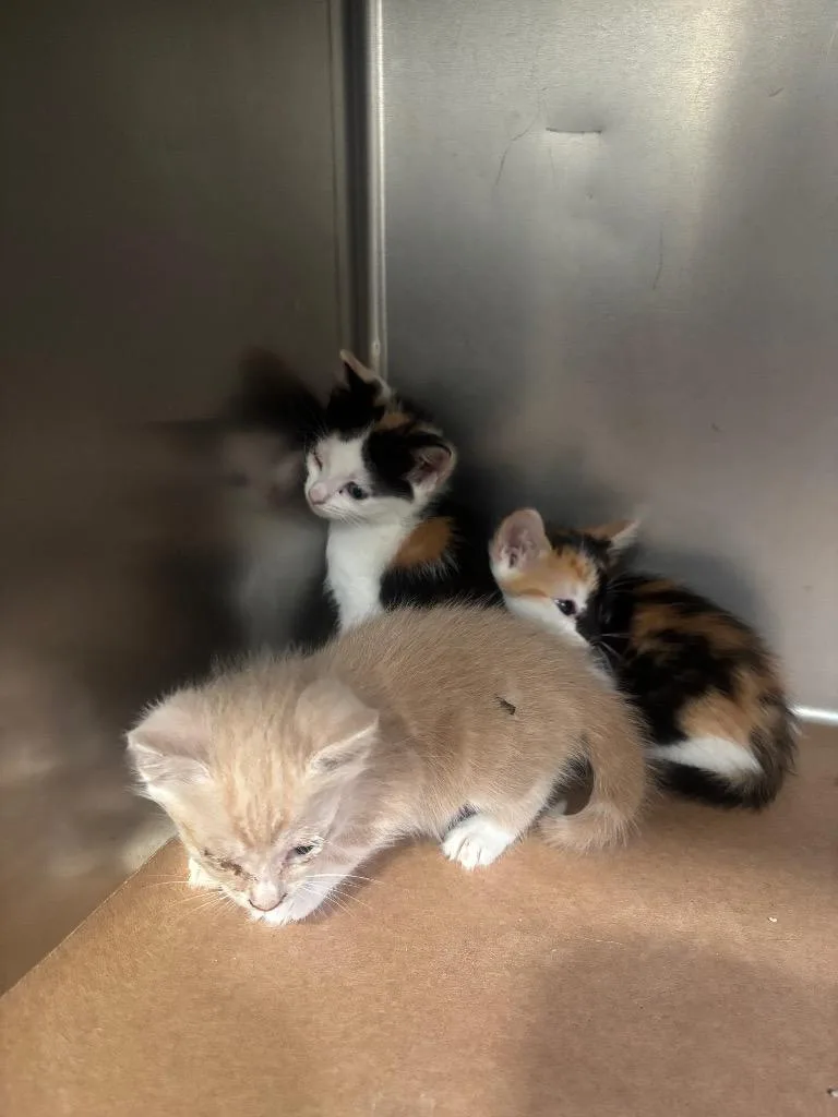A baby large-sized male Domestic Short Hair cat named Ophelia for adoption in Cartersville , GA