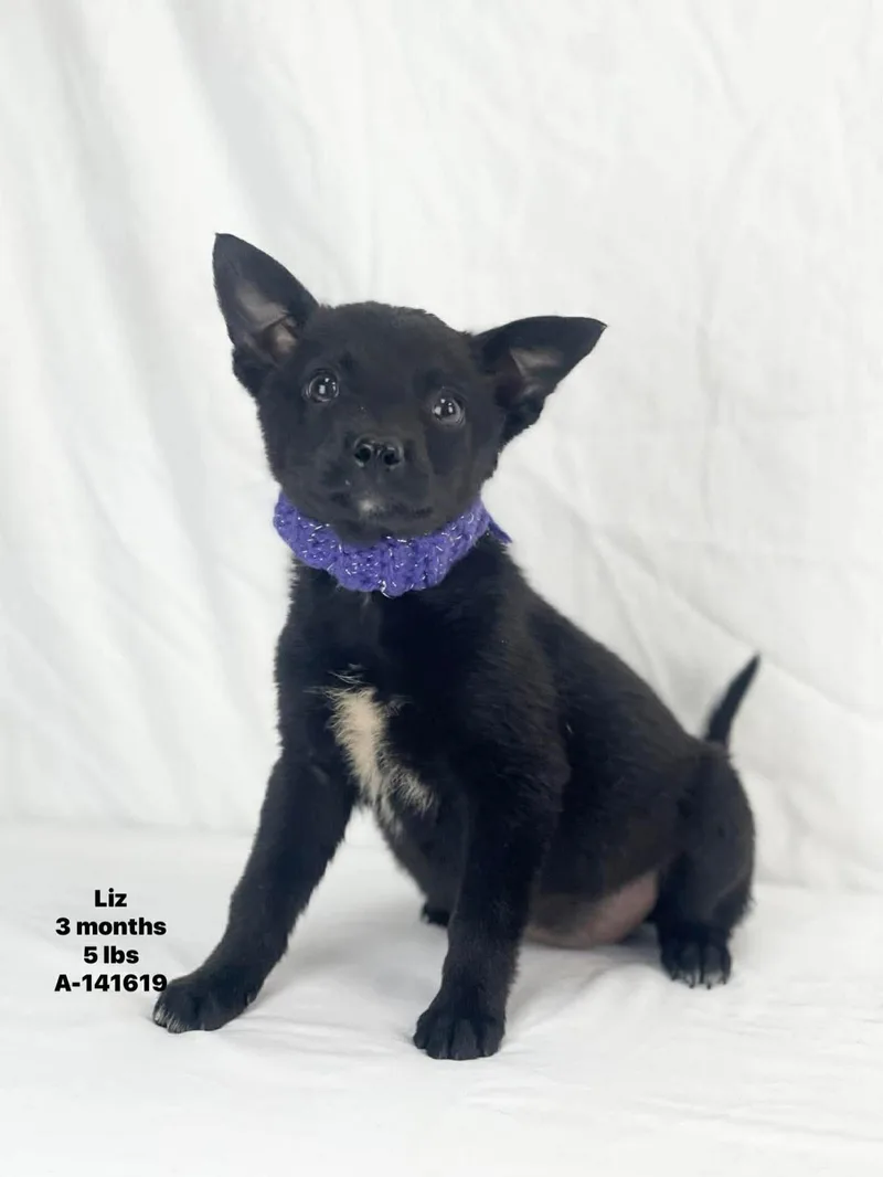 A baby medium-sized female Mixed Breed dog named Liz for adoption in Holbrook, NY