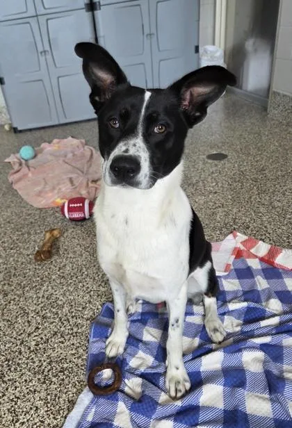 An adult medium-sized male Australian Shepherd dog named Miles for adoption in Westland, MI