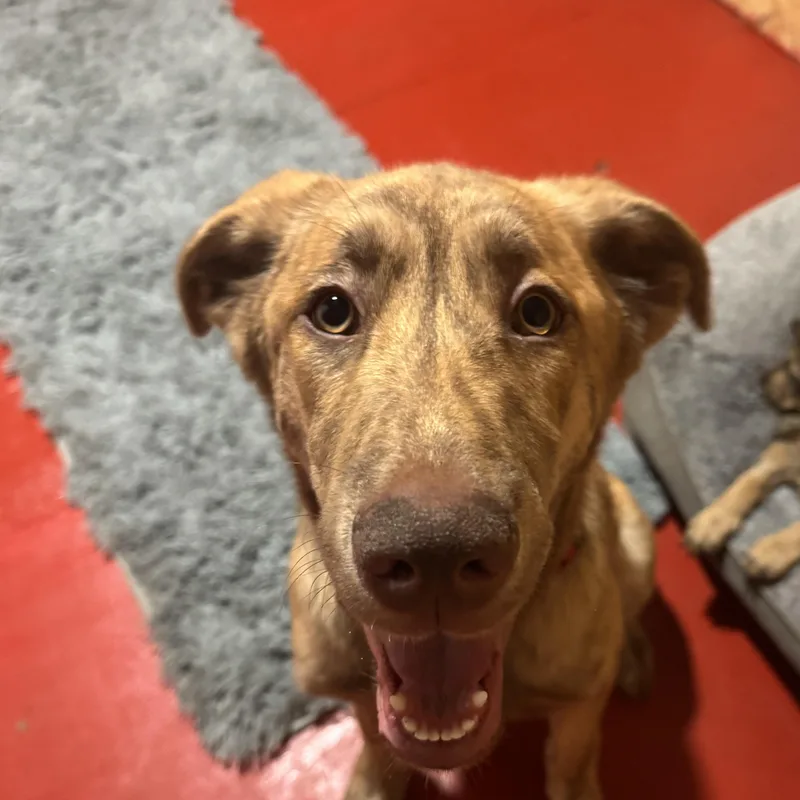 A young large-sized male Brindle Anatolian Shepherd dog named Johnny B for adoption in Myakka City, FL