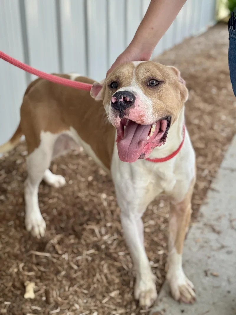 An adult large-sized male Yellow / Tan / Blond / Fawn Pit Bull Terrier dog named Coal for adoption in Benton Harbor, MI