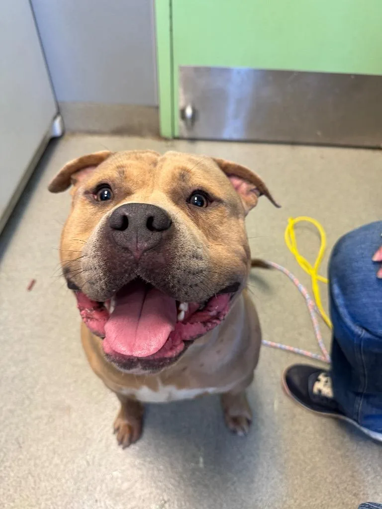 A baby medium-sized male Pit Bull Terrier dog named Kylo for adoption in Bloomington, IN