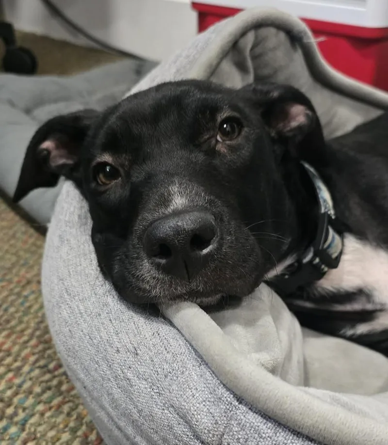 A baby medium-sized female Black Labrador Retriever dog named Peggy for adoption in Grand Rapids, MI