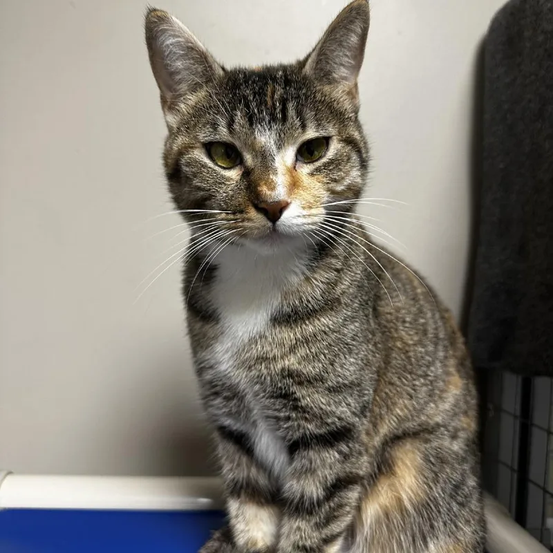 An adult small-sized female Calico Domestic Short Hair cat named Mittens for adoption in Blue Ridge, GA
