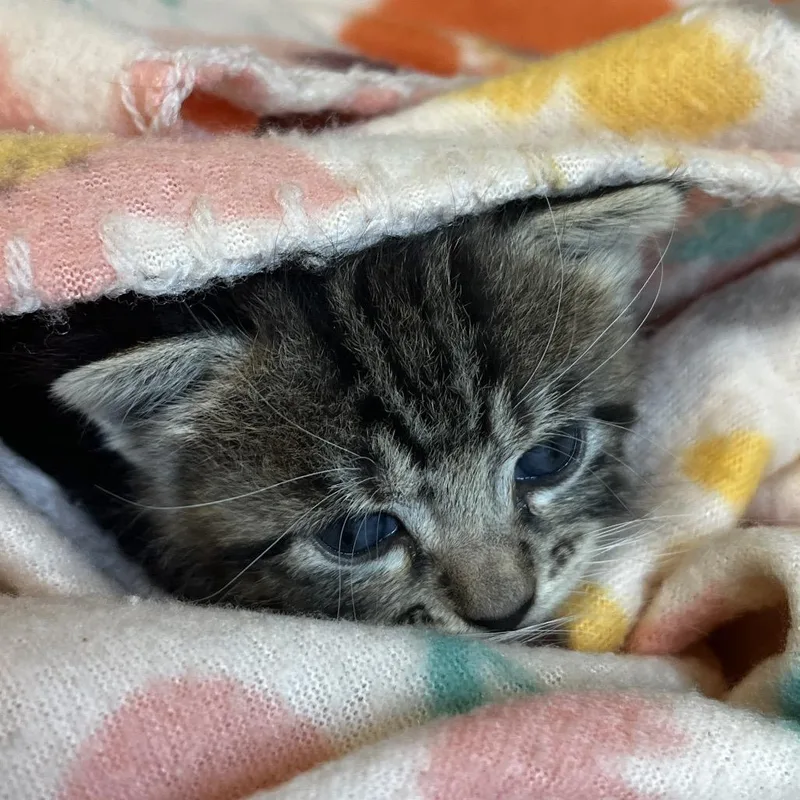 A baby small-sized female Brown / Chocolate Domestic Short Hair cat named Yzma for adoption in Tampa, FL