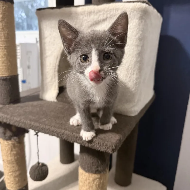 A baby small-sized female Gray / Blue / Silver Domestic Short Hair cat named Mango for adoption in Jarrettsville, MD