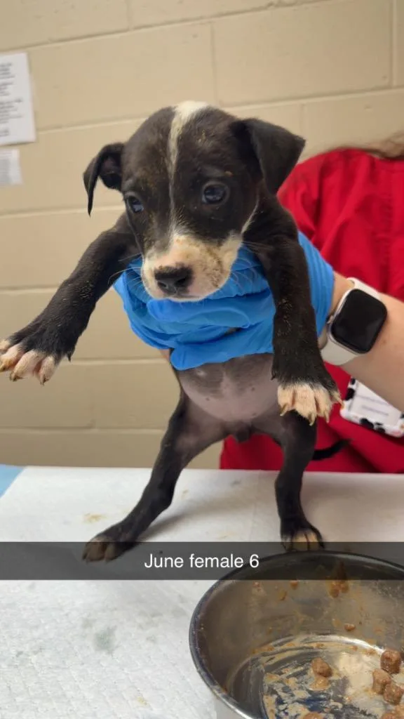 A baby medium-sized female Terrier dog named June for adoption in Wintersville, OH