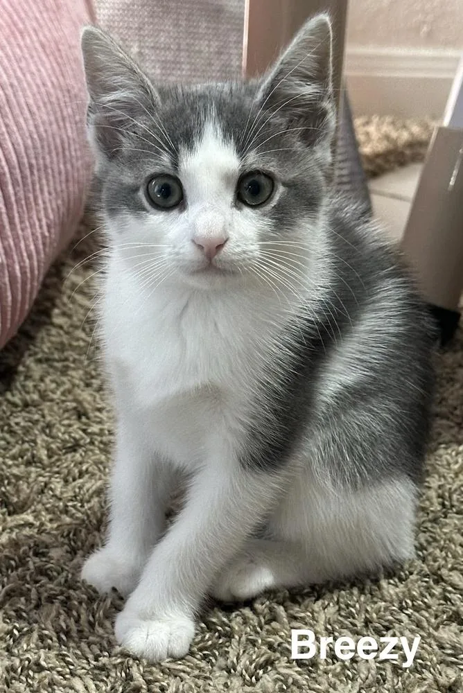 A baby small-sized female Gray & White Domestic Short Hair cat named Breezy for adoption in Blanchard, OK