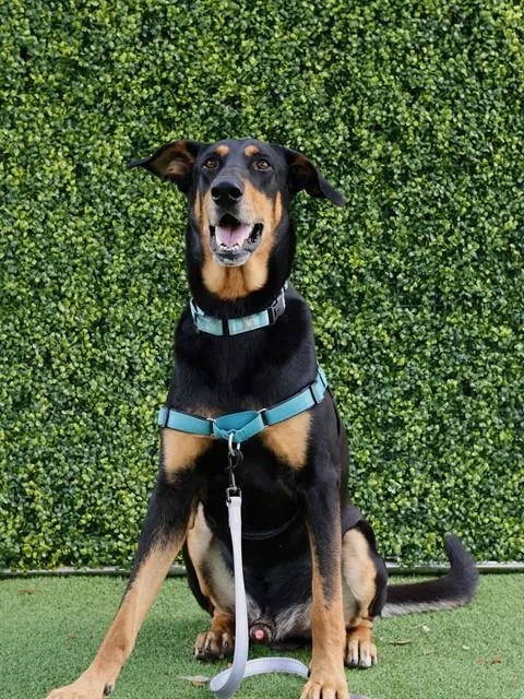 An adult large-sized male Doberman Pinscher dog named Gru for adoption in Naples, FL