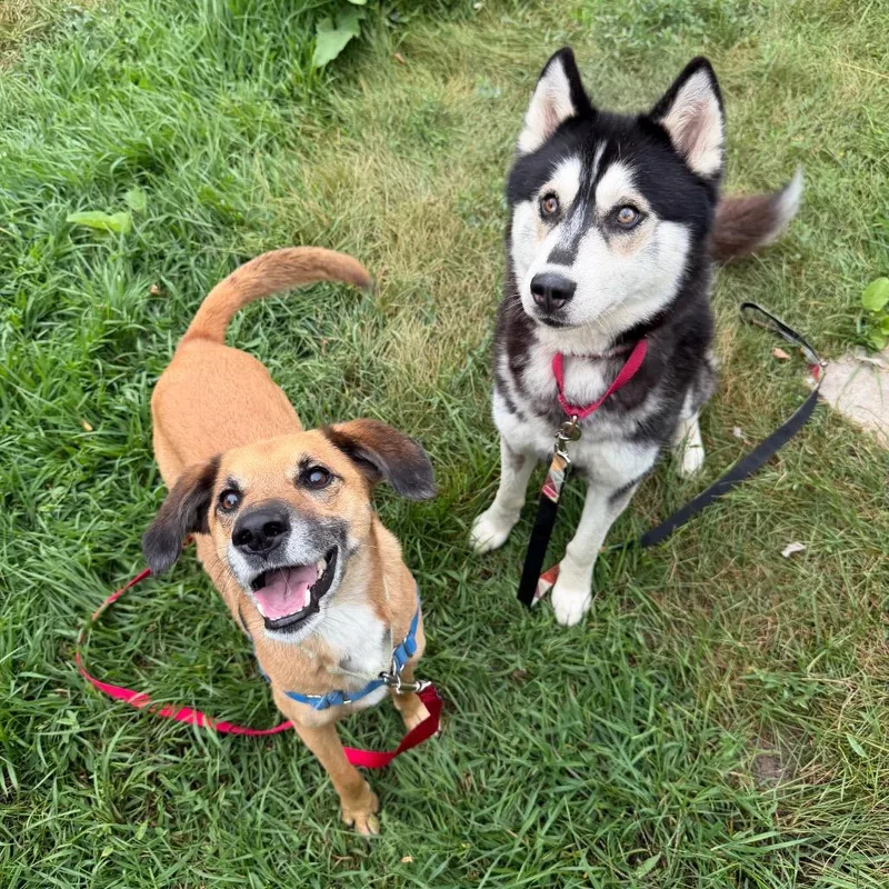 An adult large-sized male Red / Chestnut / Orange Mixed Breed dog named Chase for adoption in Oshkosh, WI