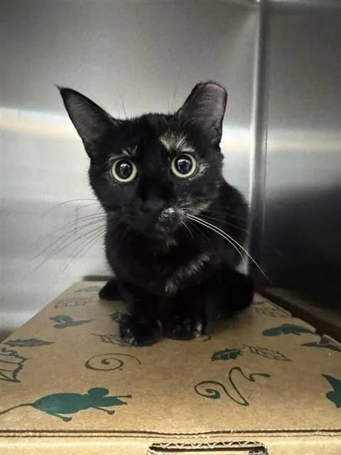 A young medium-sized female Domestic Short Hair cat named Carol for adoption in Saint Louis, MO